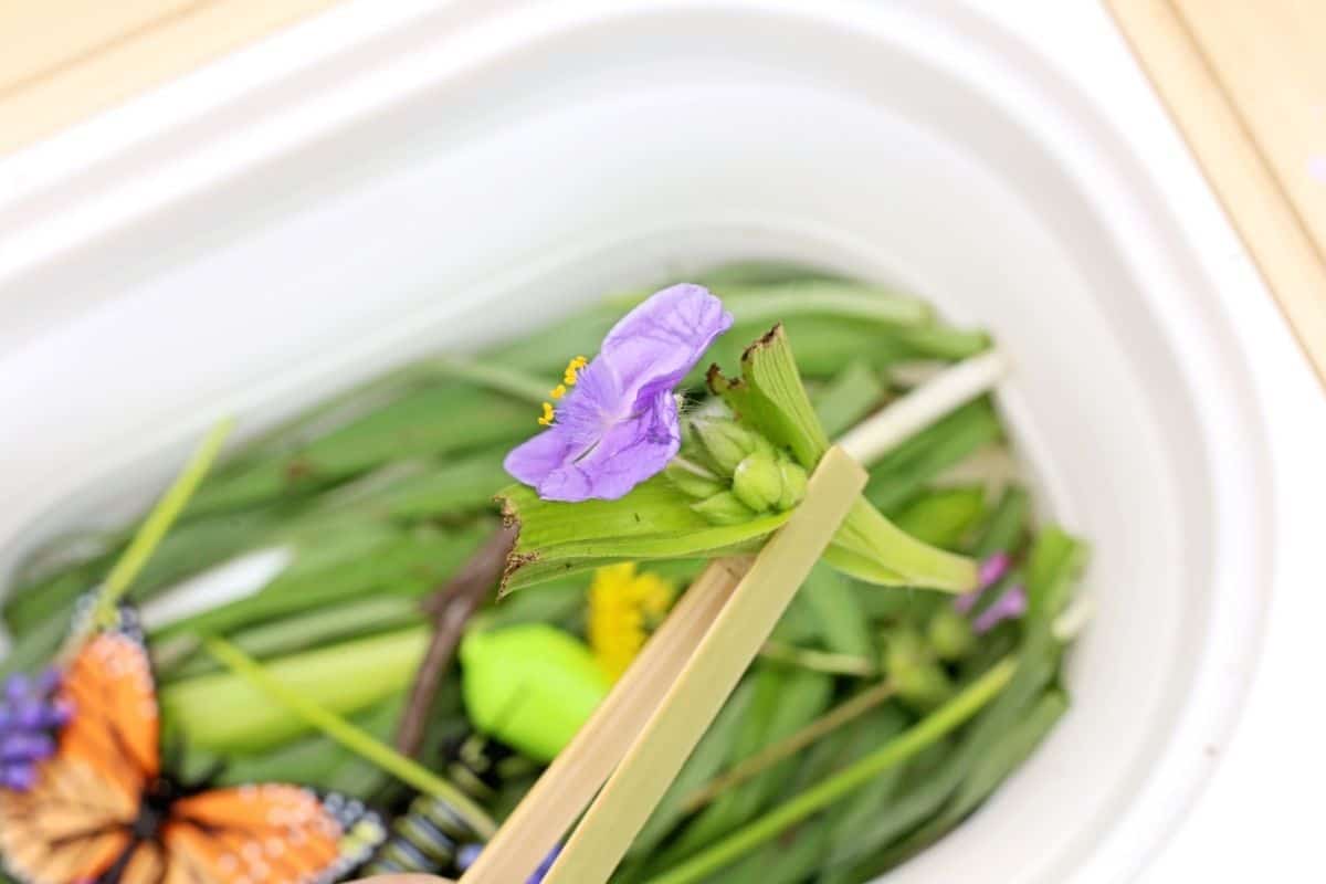 Wooden tongs lifting a purple flower above a butterfly life cycle sensory bin filled with green leaves, flowers, and butterfly life cycle toys. A monarch butterfly wing and bright green chrysalis are partially visible in the sensory tray below.