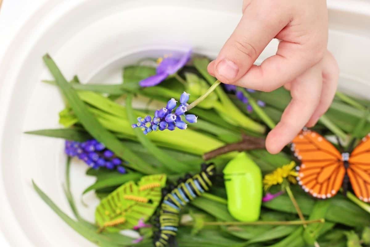 Child holding a small purple flower above a butterfly life cycle sensory bin filled with green leaves, butterfly toys, a caterpillar, chrysalis, and flowers. The sensory activity encourages hands on exploration of the butterfly life cycle using natural materials and insects models.