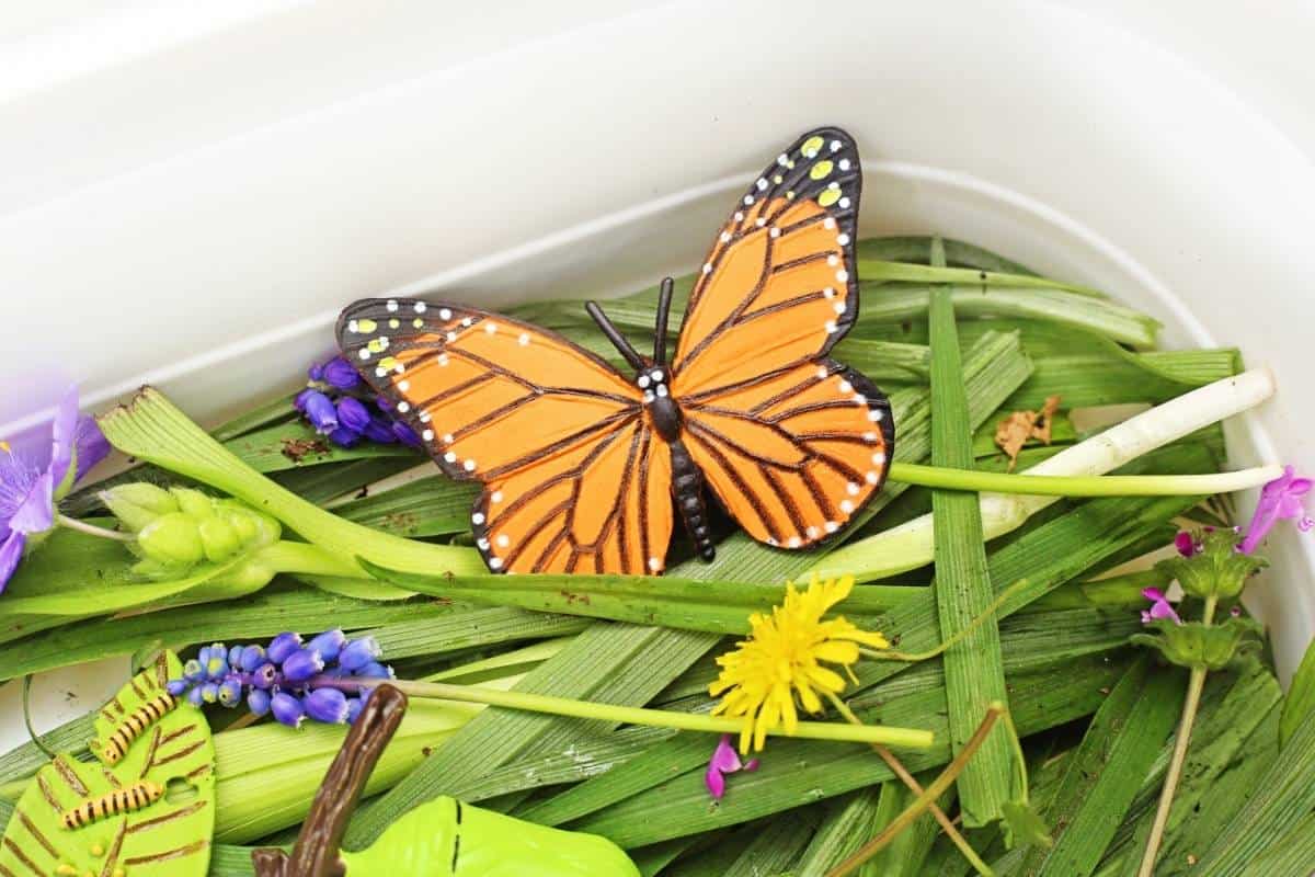 Monarch butterfly toy resting on green leaves and flowers inside a butterfly life cycle sensory bin. A chrysalis toy and leaf with tiny caterpillars are scattered among the natural materials to represent different stages of the butterfly life cycle.