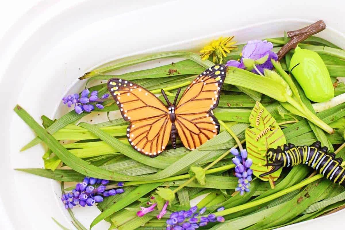 Close up of a butterfly life cycle sensory bin with green leaves, purple flowers, a monarch butterfly toy, caterpillar, chrysalis, and leaf with tiny caterpillars inside a white tray. Natural materials and insect models are arranged to explore the stages of the butterfly life cycle through sensory play.