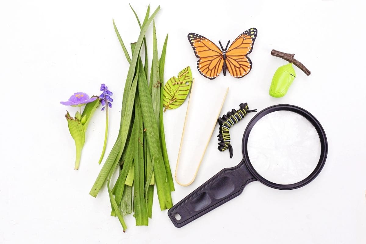 Materials for a butterfly life cycle sensory bin arranged on a white background including green leaves, purple flowers, a monarch butterfly toy, caterpillar, chrysalis, leaf with caterpillars, magnifying glass, and wooden tongs.